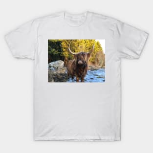 Scottish Highland Cattle Cow 2328 T-Shirt